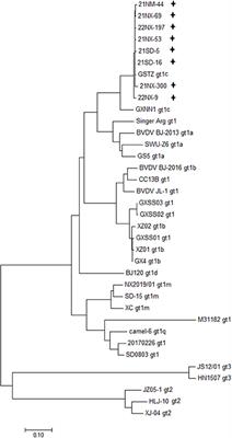 Genetic features of bovine viral diarrhea virus subgenotype 1c in newborn calves at nucleotide and synonymous codon usages